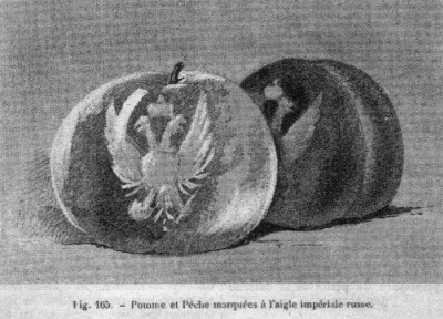 Première représentation de fruits marqués. Dessin d'une pomme et d'une pêche marquées de l'aigle impérial de Russie, probablement présentées à l'Exposition fruitière internationale de Saint-Pétersbourg en 1894.