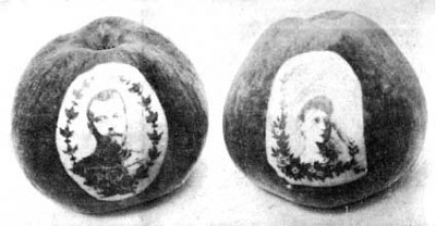 Portraits photographique sur pommes du Tsar de Russie et de sa femme, réalisée entre 1898 et 1902.