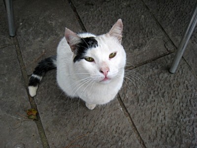 Un chat