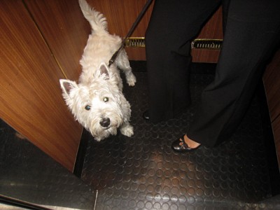 Il faut sortir le chien