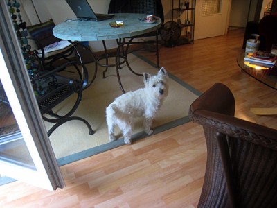 Je dis bonjour au chien