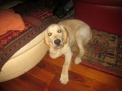 Frédérique a un nouveau chien