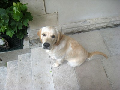 Le chien