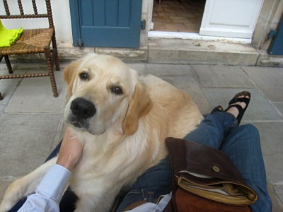 Le chien vient me faire un calin