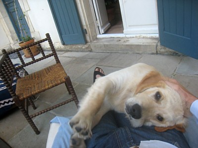 Le chien vient me faire un calin