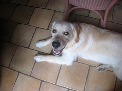 Coucou
