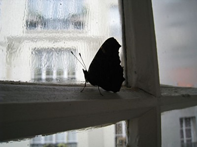 Un papillon est coincé à l'intérieur