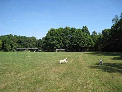 Les chiens jouent