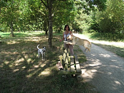 Le chien saute