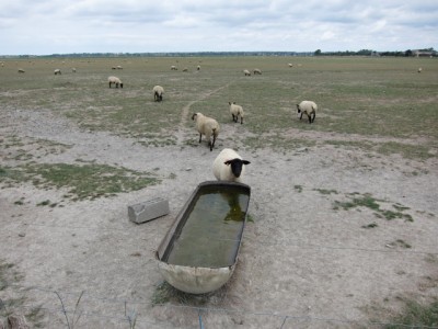 Je croise des moutons