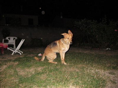Le chien de Christopher