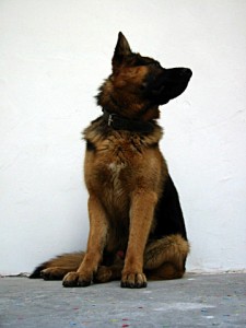 Le chien