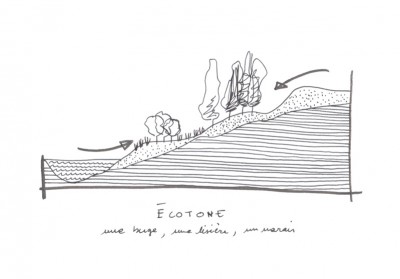 écotone