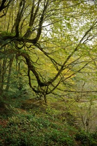 Cong,Irlande