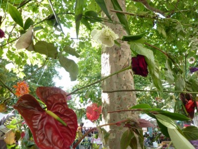 Jardin protecteur
