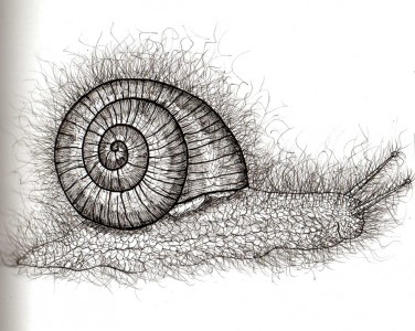 Un escargot à poil normalement c'est un limace mais là, non...