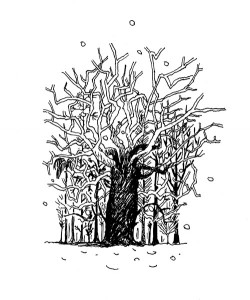 arbre cache foret