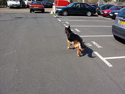 Nous sortons le chien