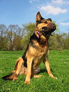 Nous faisons poser le chien pour en faire un poster