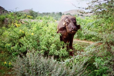 india_03