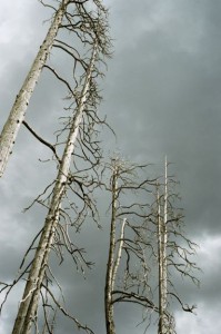 32