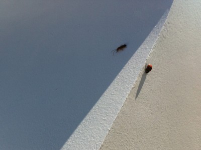 détail insectes