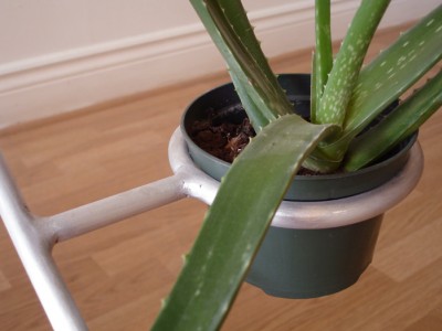 détail plante