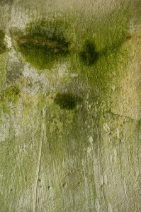 Verdun, 30000 jours plus tard - 01