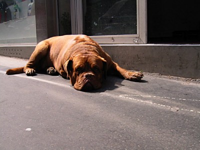 Un chien
