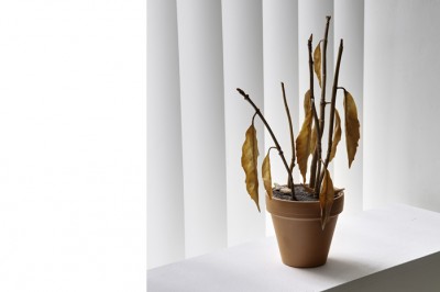 plante morte