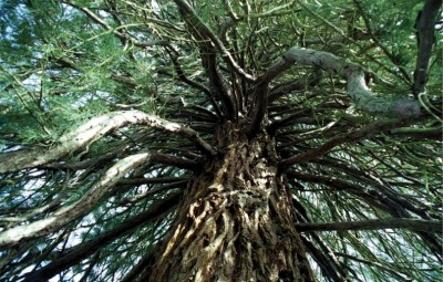 Portrait de famille - Le sapin du dessous