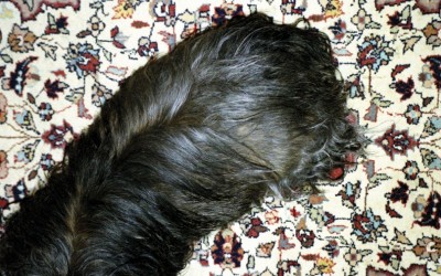 Portrait de famille - Le chien du dessus