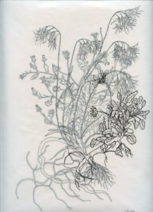 Ghost flowers