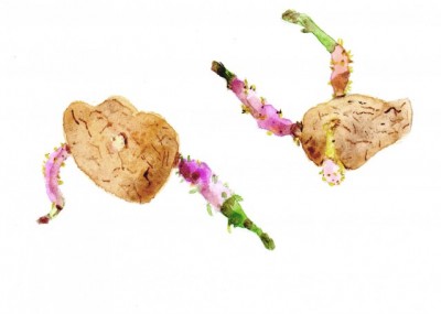 Patate
