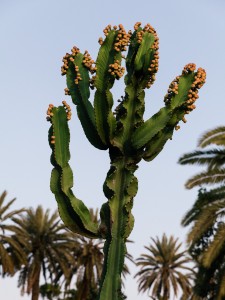 Taroudant©BaptisteDVA-4