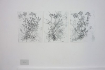 Vanishing flowers, expo