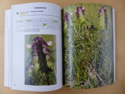 flore 4