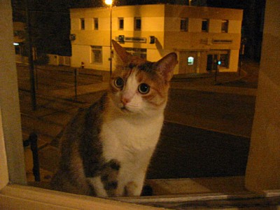 Le chat de Christopher