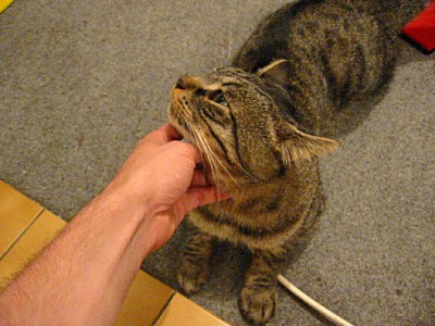 Je caresse le chat